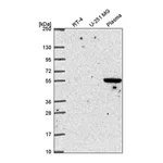 Atlas Antibodies Anti-SPRED1 Antibody