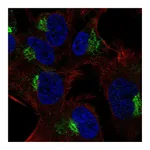 Atlas Antibodies Anti-SPRY4 Antibody