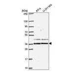 Atlas Antibodies Anti-SPRY1 Antibody
