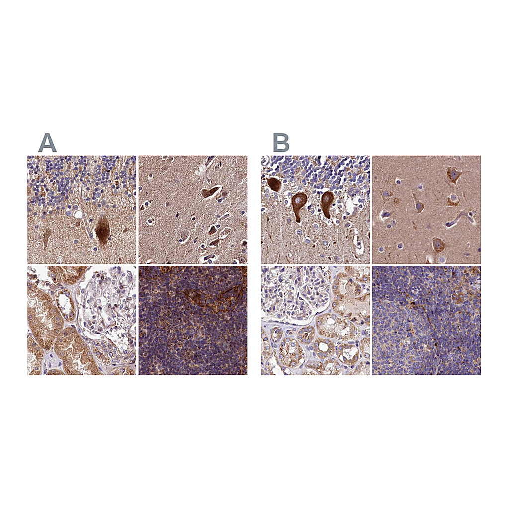 Atlas Antibodies Anti-SPRYD3 Antibody