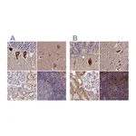 Atlas Antibodies Anti-SPRYD3 Antibody