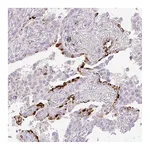 Atlas Antibodies Anti-SPRYD4 Antibody