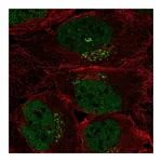 Atlas Antibodies Anti-SPSB4 Antibody