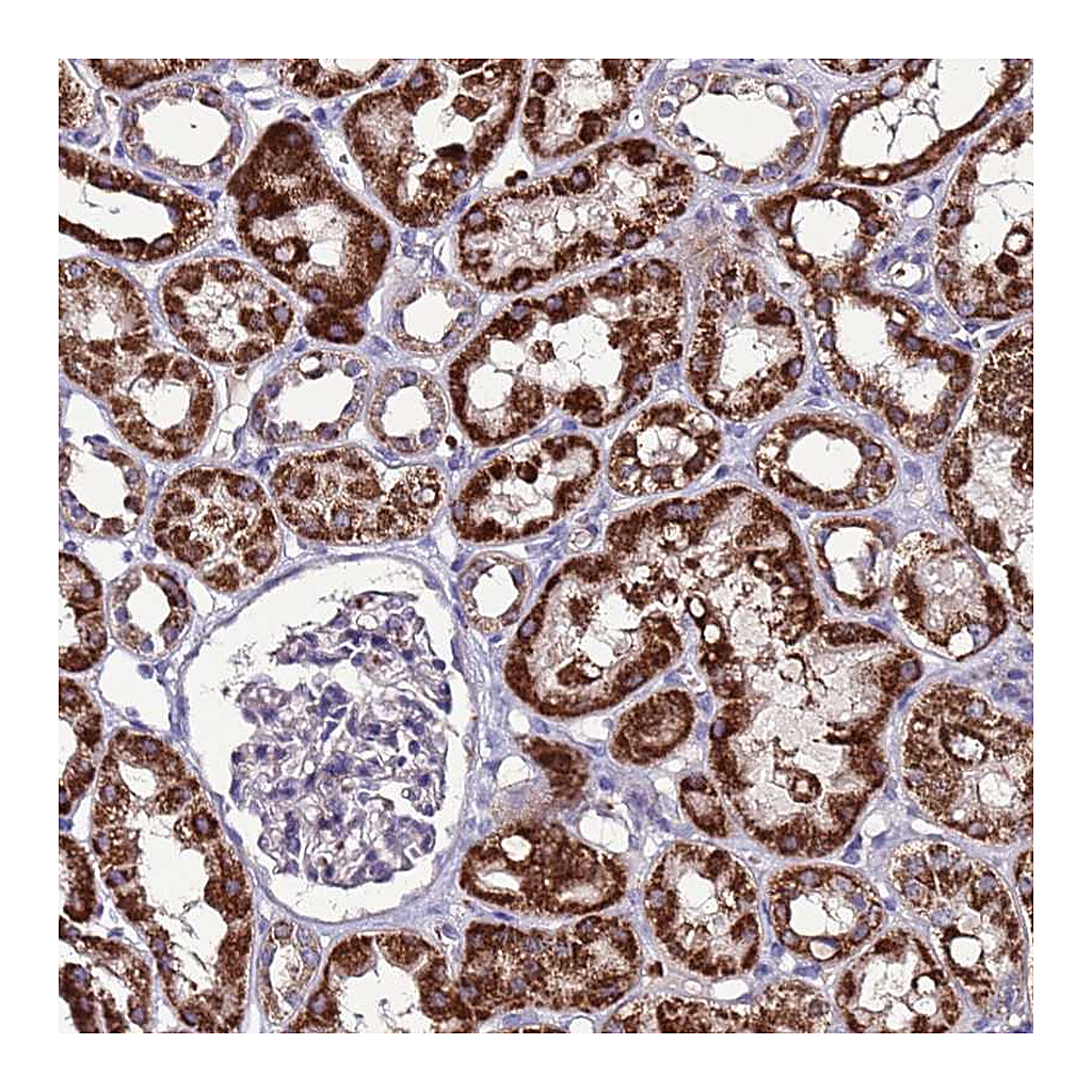 Atlas Antibodies Anti-SPSB3 Antibody