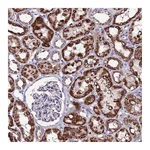 Atlas Antibodies Anti-SPSB3 Antibody