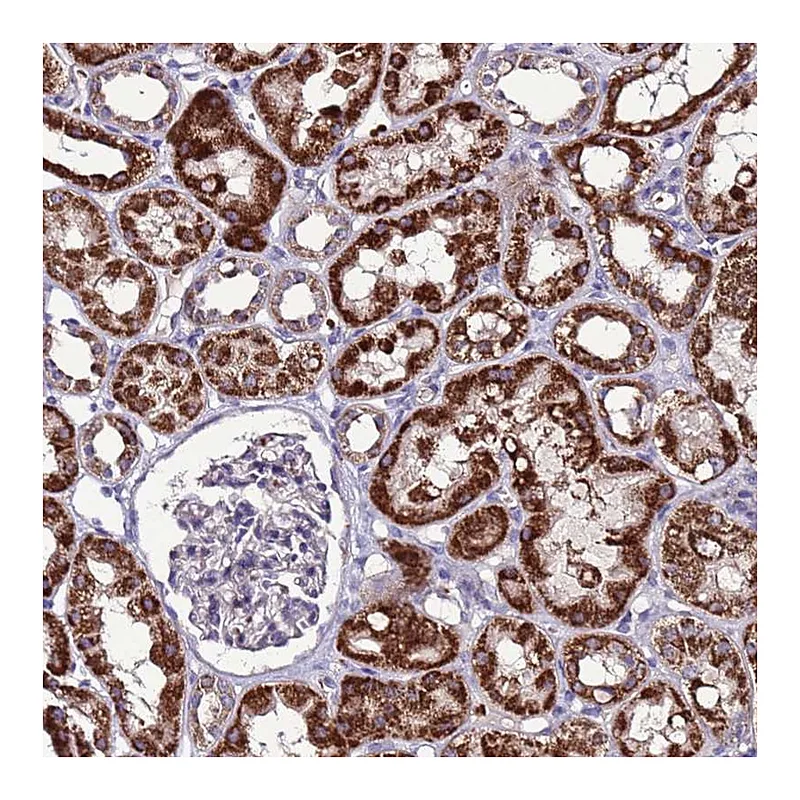 Atlas Antibodies Anti-SPSB3 Antibody