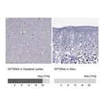 Atlas Antibodies Anti-SPTBN4 Antibody
