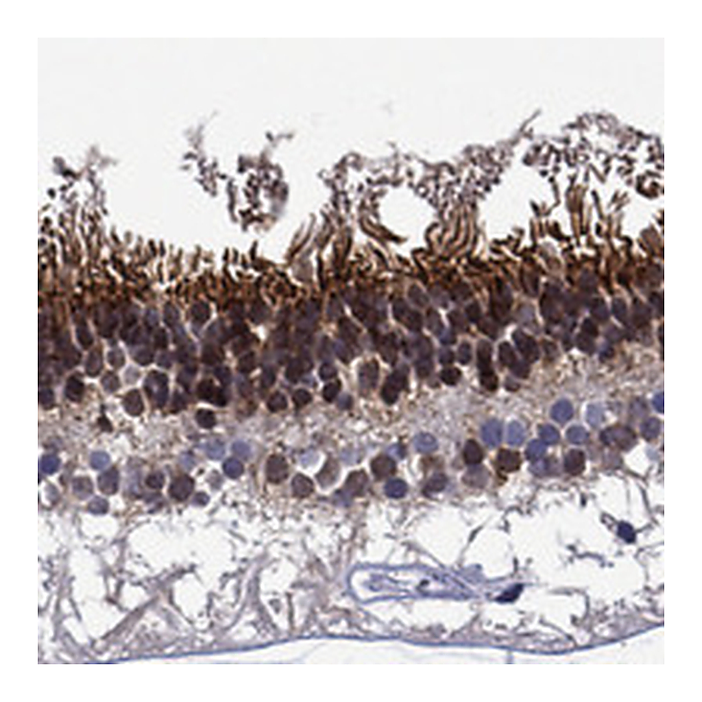 Atlas Antibodies Anti-SPTBN5 Antibody