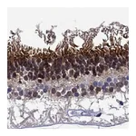 Atlas Antibodies Anti-SPTBN5 Antibody