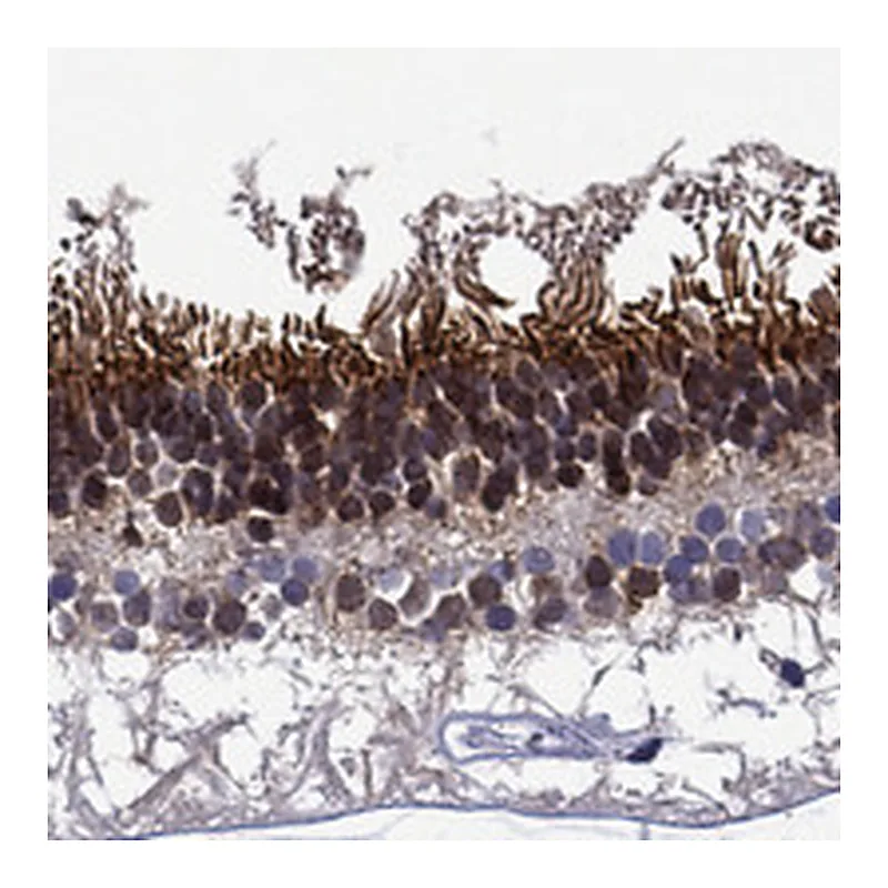 Atlas Antibodies Anti-SPTBN5 Antibody