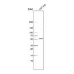 Atlas Antibodies Anti-SPTLC3 Antibody