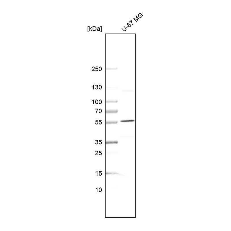 Atlas Antibodies Anti-SPTLC3 Antibody