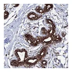 Atlas Antibodies Anti-SPTY2D1 Antibody