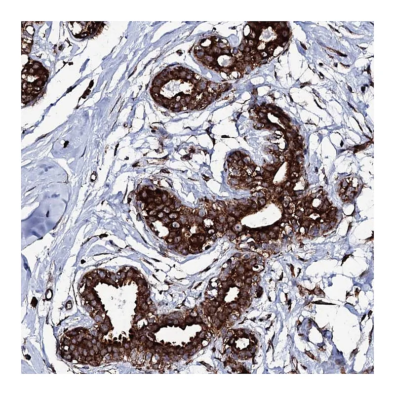 Atlas Antibodies Anti-SPTY2D1 Antibody