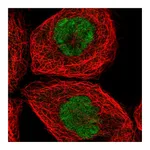 Atlas Antibodies Anti-SPTY2D1 Antibody
