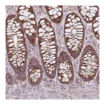 Atlas Antibodies Anti-SQRDL Antibody
