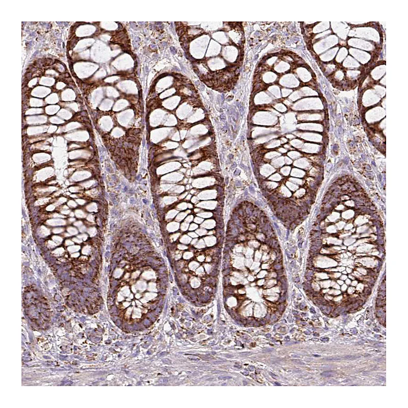 Atlas Antibodies Anti-SQRDL Antibody