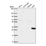 Atlas Antibodies Anti-SQSTM1 Antibody