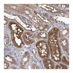 Atlas Antibodies Anti-SRBD1 Antibody
