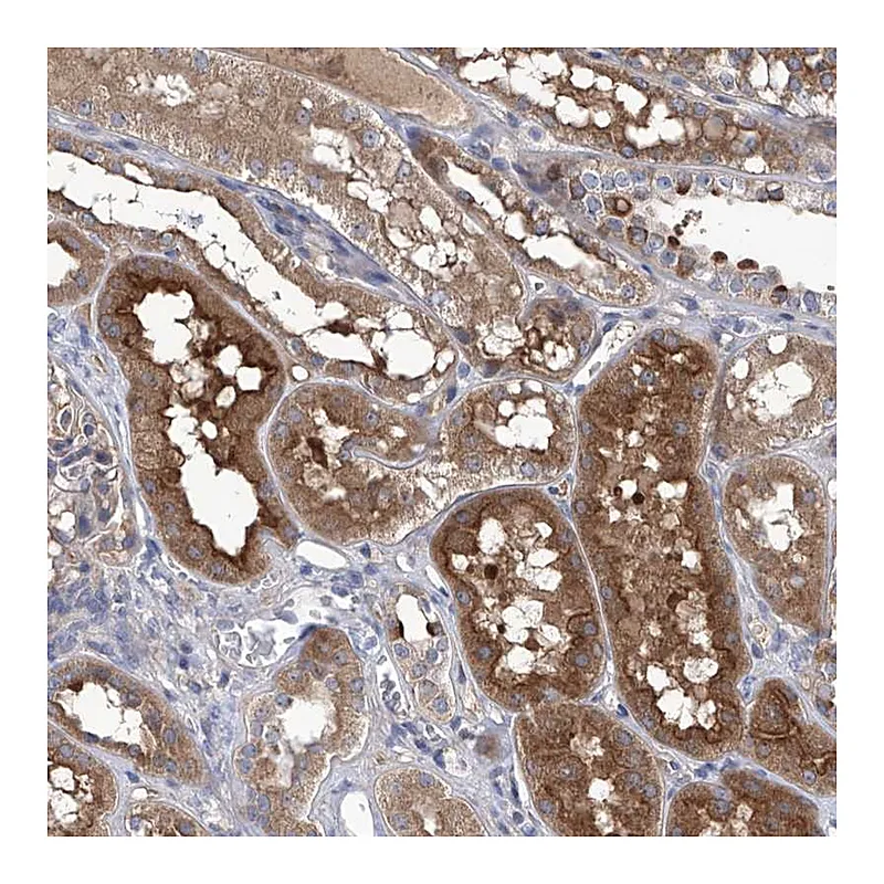 Atlas Antibodies Anti-SRBD1 Antibody