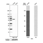 Atlas Antibodies Anti-SRC Antibody
