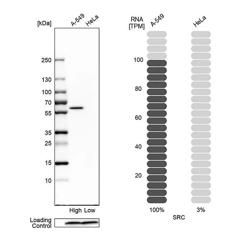 Atlas Antibodies Anti-SRC Antibody
