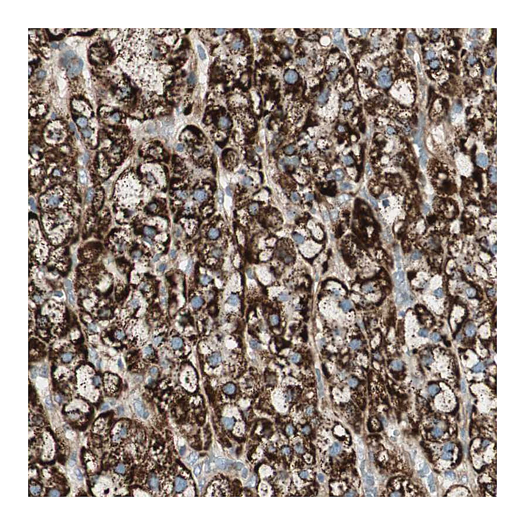 Atlas Antibodies Anti-SRCIN1 Antibody