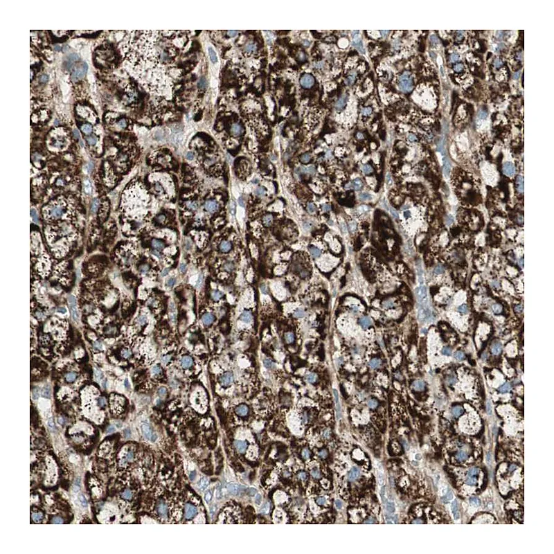 Atlas Antibodies Anti-SRCIN1 Antibody