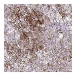 Atlas Antibodies Anti-SREBF1 Antibody