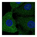 Atlas Antibodies Anti-SREBF1 Antibody