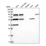 Atlas Antibodies Anti-SREK1 Antibody