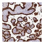 Atlas Antibodies Anti-SREK1IP1 Antibody