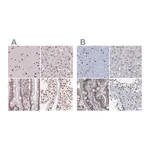 Atlas Antibodies Anti-SREK1 Antibody