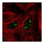 Atlas Antibodies Anti-SRFBP1 Antibody