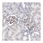 Atlas Antibodies Anti-SRF Antibody