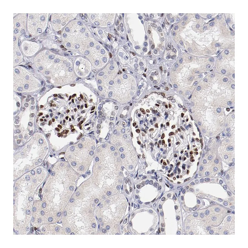 Atlas Antibodies Anti-SRF Antibody