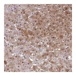 Atlas Antibodies Anti-SRGAP1 Antibody