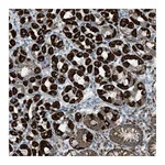 Atlas Antibodies Anti-SRM Antibody