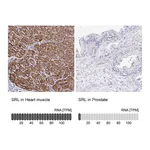 Atlas Antibodies Anti-SRL Antibody