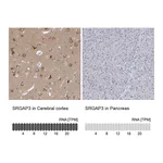 Atlas Antibodies Anti-SRGAP3 Antibody