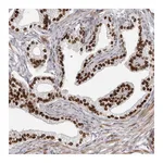Atlas Antibodies Anti-SRP19 Antibody