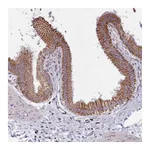 Atlas Antibodies Anti-SRP54 Antibody