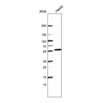 Atlas Antibodies Anti-SRP54 Antibody