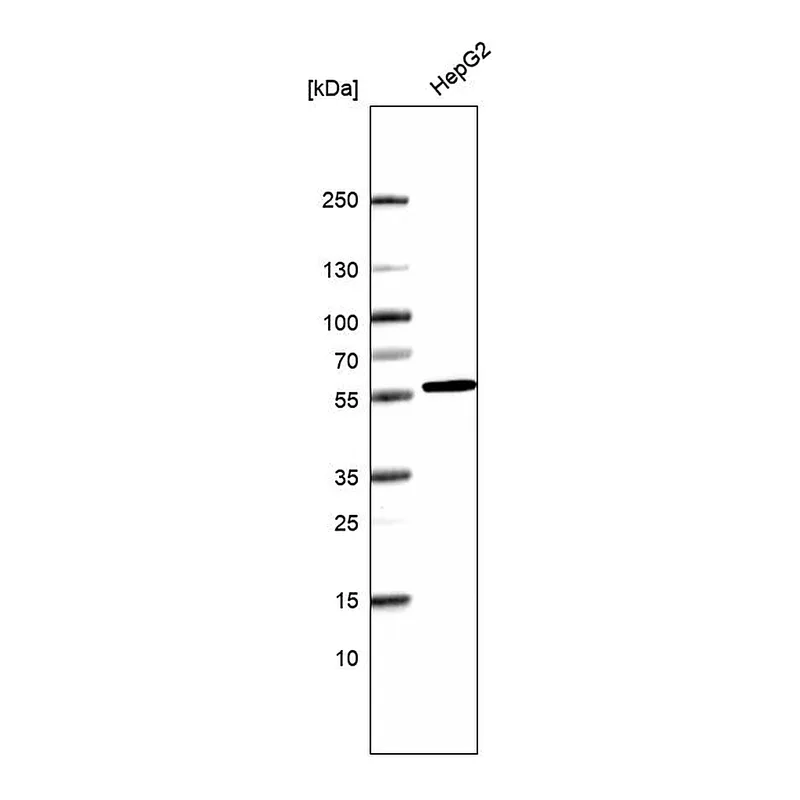 Atlas Antibodies Anti-SRP54 Antibody