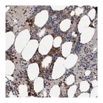 Atlas Antibodies Anti-SRP68 Antibody