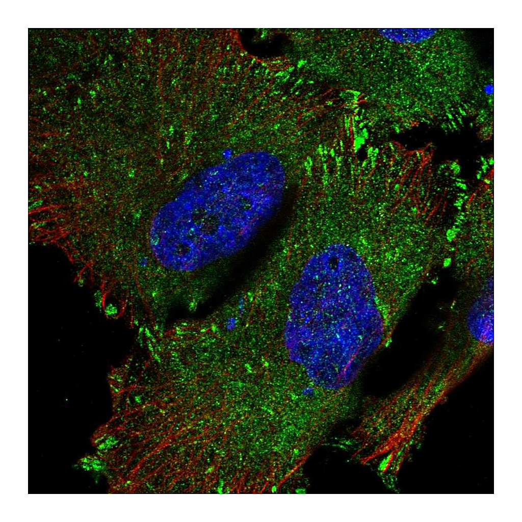 Atlas Antibodies Anti-SRP68 Antibody