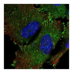 Atlas Antibodies Anti-SRP68 Antibody
