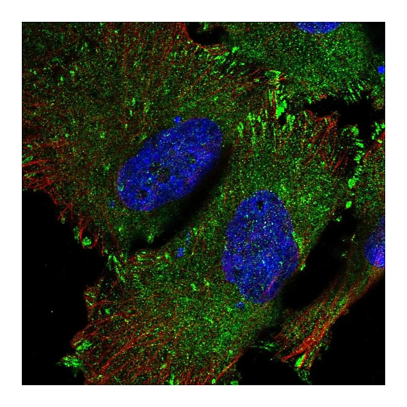 Atlas Antibodies Anti-SRP68 Antibody