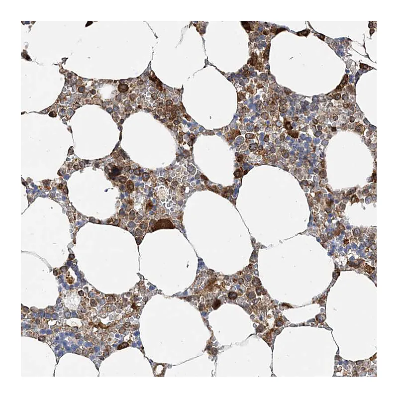 Atlas Antibodies Anti-SRP72 Antibody