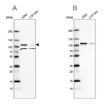 Atlas Antibodies Anti-SRPK1 Antibody
